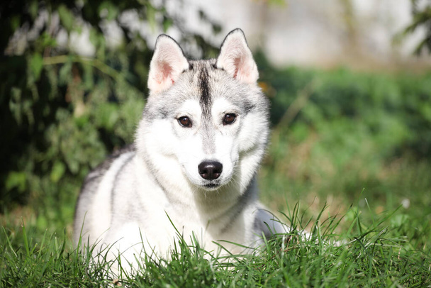 szary i biały syberyjski pies husky  - Zdjęcie, obraz