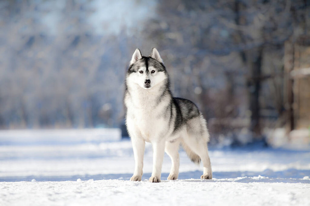 Siperian husky talvella - Valokuva, kuva