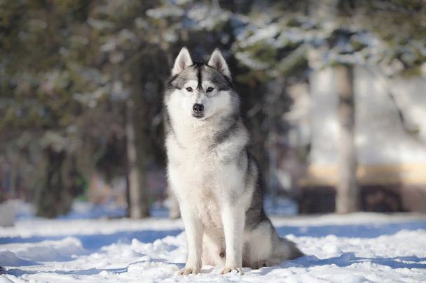 husky siberiano en invierno - Foto, Imagen
