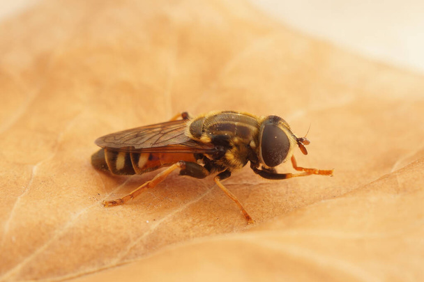 Κοντινό πλάνο της μύγας Syrphid, Merodon avidus, στο Gard, Γαλλία - Φωτογραφία, εικόνα