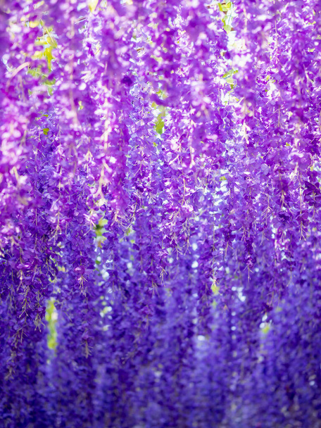 Plný rám thajské orchideje ve fialovém, fialovém a modrém pozadí. Velká skupina fialové orchideje jako pozadí. Krása přírody. Fialové fialové pozadí. - Fotografie, Obrázek