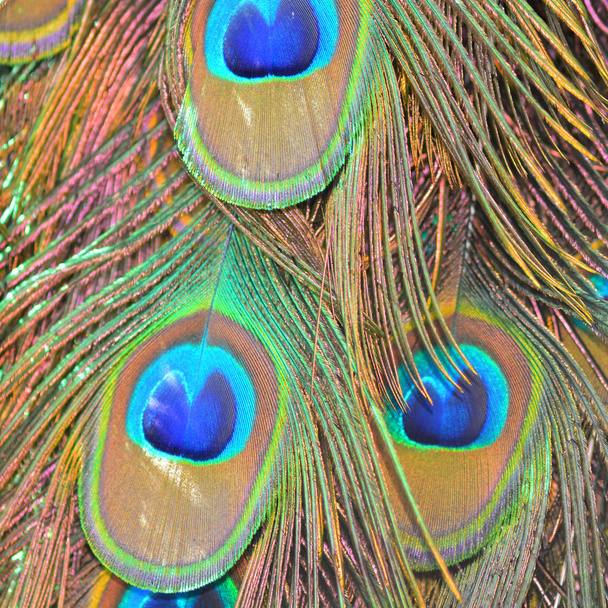 Yeşil tavuskuşu tüyü - Fotoğraf, Görsel