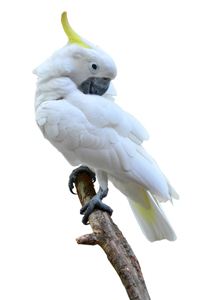 Sulphur crested Cockatoo - Photo, Image