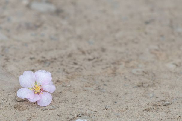 одиночный миндаль цветет на земле и избирательный фокус с большим количеством места для копирования - Фото, изображение