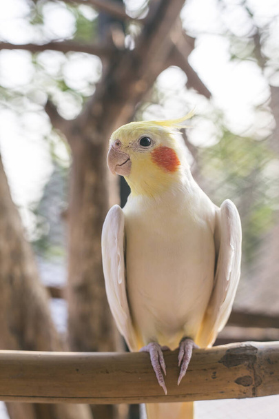 Cacchio giallo su un ramo. Giovane maschio cockatiel visto seduto all'interno della sua grande gabbia - Foto, immagini