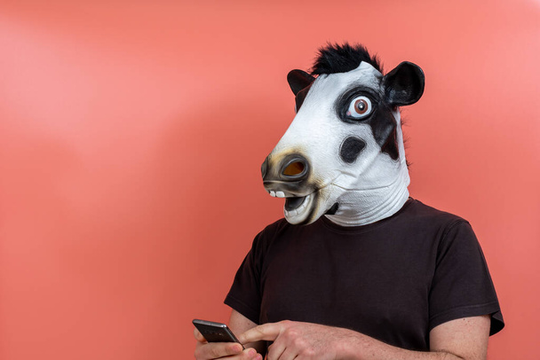 person disguised as a cow using a cell phone on a pink background - Photo, Image