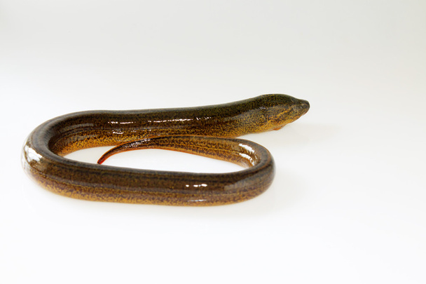 anguila sin aletas sobre fondo blanco
 - Foto, imagen