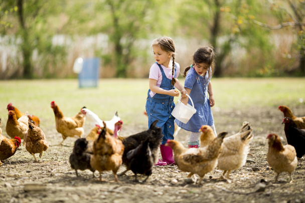 Menina alimentando galinhas - Foto, Imagem