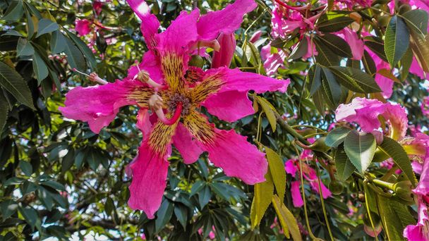 Amazing bright flowers of the Ceiba pentandra tree. Large pink petals with a yellow striped center and a long pistil. The background is green leaves. Close-up. South Africa - Photo, Image