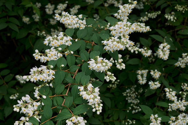 Deutzia ningpoensis in bloei - Foto, afbeelding