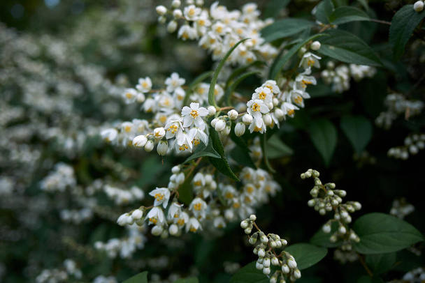 Deutzia ningpoensis in bloom - Photo, Image