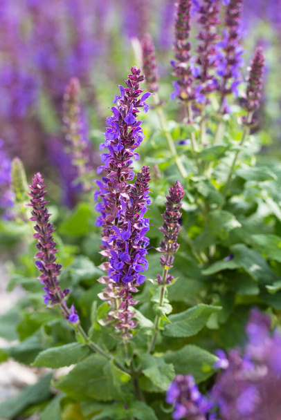 un campo plantado con flores de salvia púrpura - Foto, Imagen