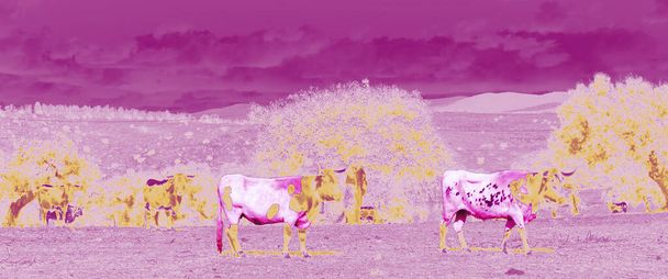 8 Μαρτίου Παγκόσμια Ημέρα της Γυναίκας Αγέλη από αγελάδες και ταύρους μωβ και χρυσό βόσκηση μεταξύ βελανιδιάς  - Φωτογραφία, εικόνα