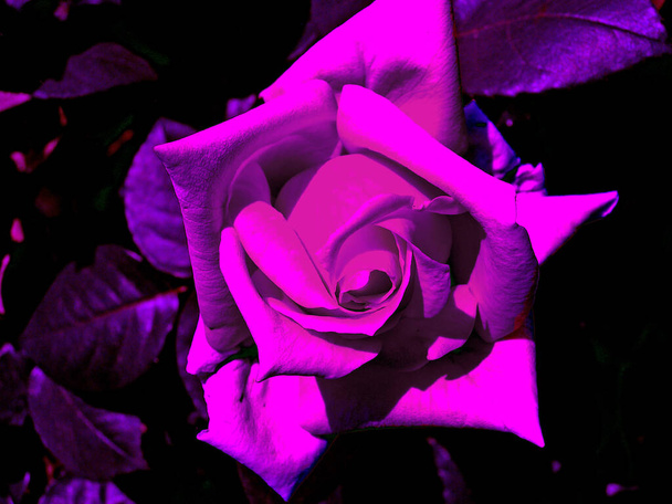 8. maaliskuuta Kansainvälinen naisten päivänvioletti ruusu  - Valokuva, kuva