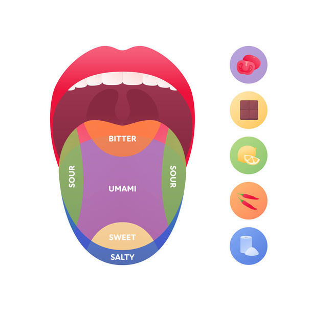Taste scheme concept. Vector flat modern color illustration. Tongue with lips. Mouth tasty sense symbol. Umami, sweet, sour, bitter, salty symbol icons. Tongue zone infographic. - Vector, Image