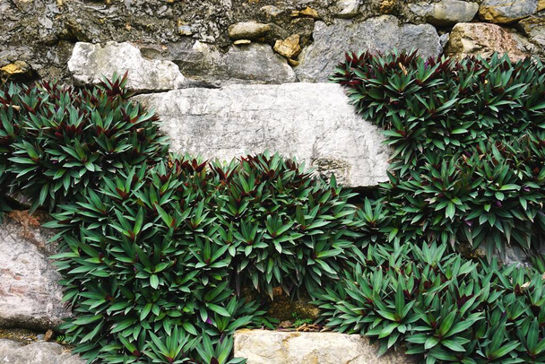 bujne zielone liściaste tropikalne rośliny rosnące wśród skał starożytnej kamiennej ściany naturalne poziome tło - Zdjęcie, obraz