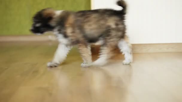 Armen Hündchen Hund gemütlich zuhause - Filmmaterial, Video