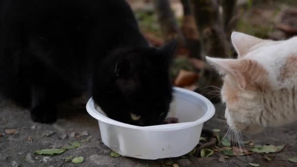 Hungrige obdachlose schwarze Katze frisst draußen aus einer Plastikschüssel. Konzept der streunenden Tiere - Filmmaterial, Video