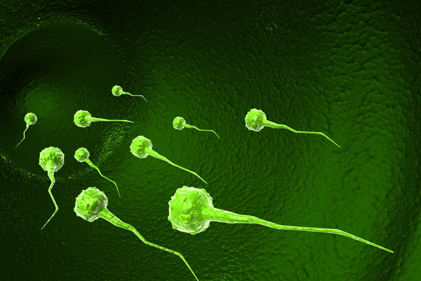 精子細胞 - 写真・画像