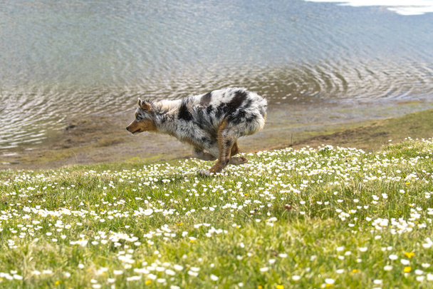 blue merle perro pastor australiano corre y saltar en el prado en colle del nivolet en piedmont en Italia - Foto, imagen