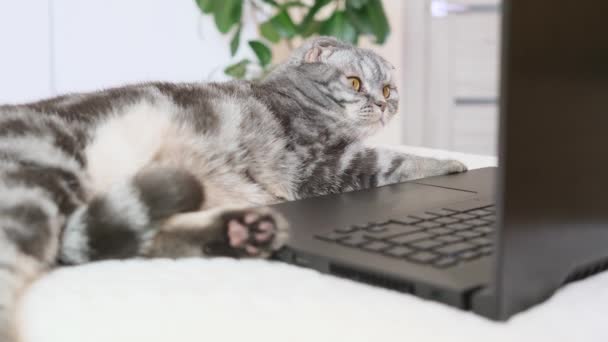 Egy fekete-szürke csíkos skót fold macska sárga szemekkel néz egy laptop monitor miközben fekszik egy kanapén. Aranyos vicces kisállat. Kreatív otthoni munka koncepció, videó macskáknak. Fénymásolási tér, fényháttér. - Felvétel, videó