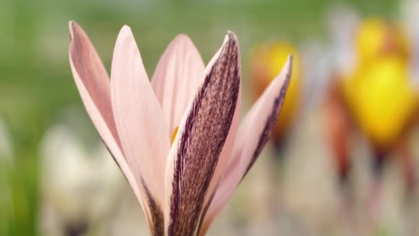 Crocus pink Alatavicus. Velmi vzácná květina. Růžový květ s neobvyklou barvou - Záběry, video