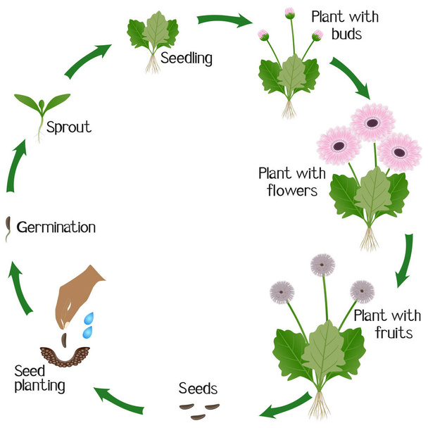 Wachstumszyklus einer Gerbera-Pflanze auf weißem Hintergrund. - Vektor, Bild