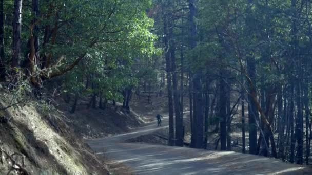 Sentiero ombreggiato in mezzo alla foresta - Filmati, video
