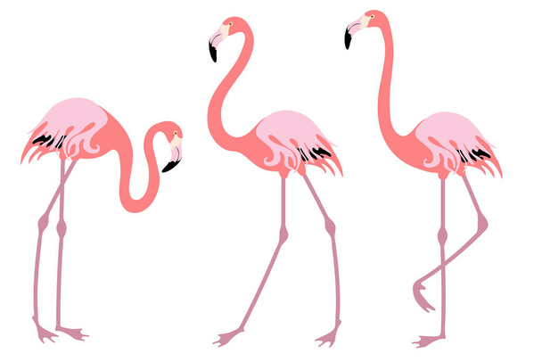 Conjunto de flamingo rosa. Um bando de pássaros. Estilo simples e plano. Ilustração vetorial. - Vetor, Imagem
