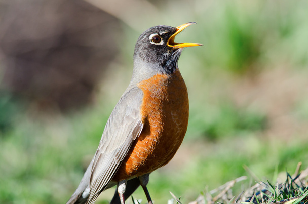 American Robin singing - Photo, Image