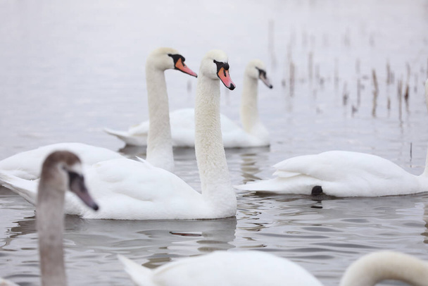 White swan flock in spring water. Swans in water. White swans. Beautiful white swans floating on the water. swans in search of food. selective focus. - Photo, Image