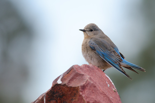 Uccello azzurro di montagna
 - Foto, immagini