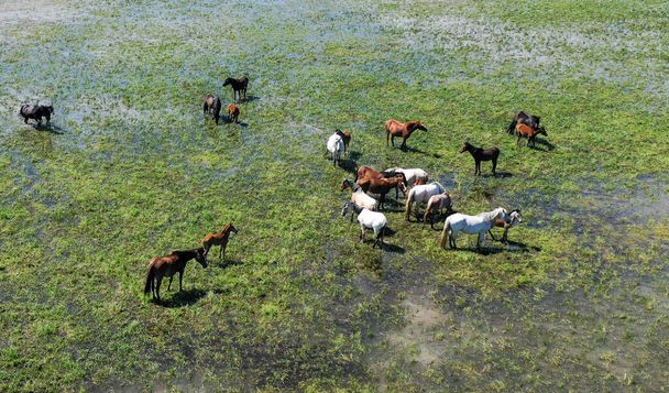 Стадо скота, стоящее на пышном зеленом поле - Фото, изображение