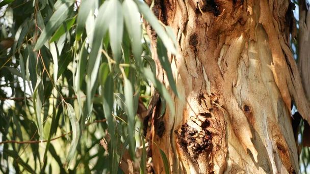 Eukalyptus Kaliforniassa, Yhdysvalloissa. Australiasta kotoisin oleva purukumi. Tuuli keväällä vihreissä myrtin lehdissä. Tuoretta kevättunnelmaa erämaassa. Amerikkalainen kasvi metsässä. Luonnonkasvitieteellinen vehreys - Valokuva, kuva
