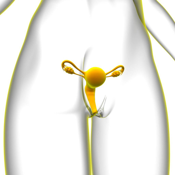 Female Reproduction System Anatomy For Medical Concept 3D Illustration - Fotografie, Obrázek
