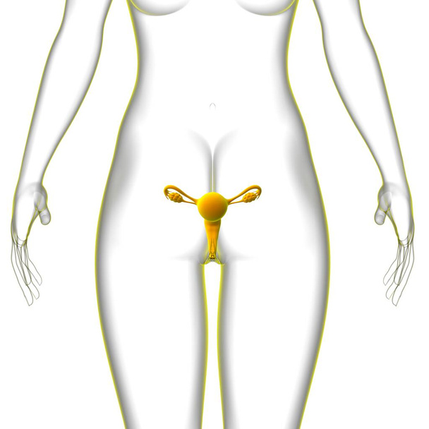 Női reproduktív rendszer anatómia orvosi koncepció 3D illusztráció - Fotó, kép