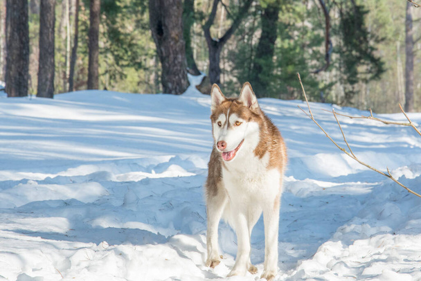 Kauniiden, vapaiden ja ylpeiden siperianhusky-koirien muotokuva kävelemässä lumisessa talvimetsässä. - Valokuva, kuva