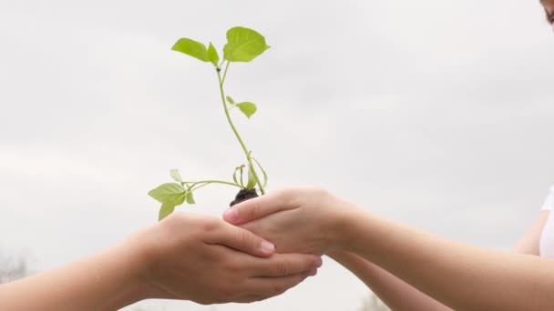Sapling in the hands of children. Children are planting a sprout. Selection and plant growing. The children grew tree sprouts. Health, care for the environment. Growth and agriculture new life concept - Footage, Video