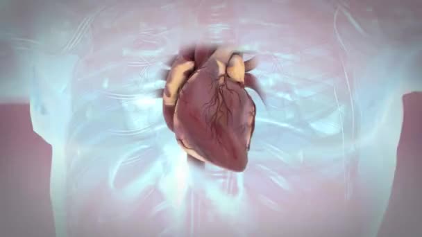 Sistema circolatorio umano Cuore battito Anatomia Concetto di animazione. 3D - Filmati, video