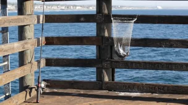 Zoutwater vissen op pier California USA. Zeeoceaan. Visvangst, verse levende vis in netkorf. - Video