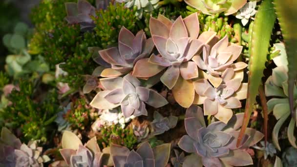 Succulent növények gyűjtése, kertészkedés Kaliforniában, USA. Lakáskerttervezés, különféle botanikus tyúkok és csibék változatossága. Dekoratív díszítő echeveria szobanövények válogatott keveréke, virágtermesztés - Felvétel, videó