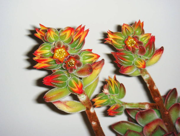 Echeveria pulvinata zblízka s červenými a žlutými květy - Fotografie, Obrázek