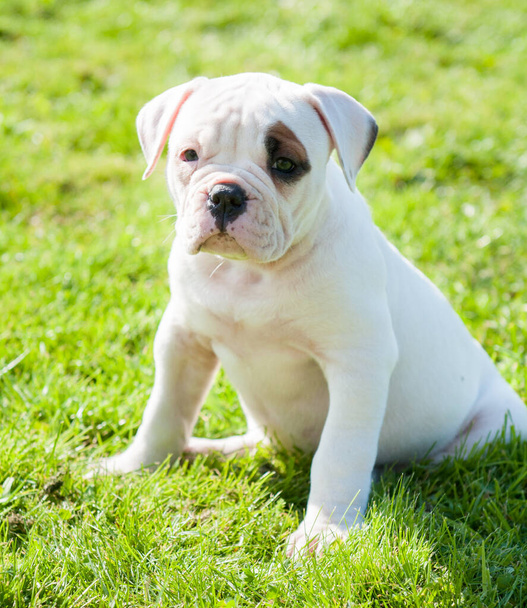 Casaco branco engraçado cachorro Bulldog americano - Foto, Imagem