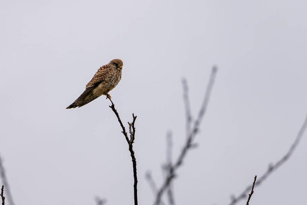 Common Kestrel (Falco tinnunculus) resting on a tree watching out for prey in winter time, hesse, germany - Photo, Image
