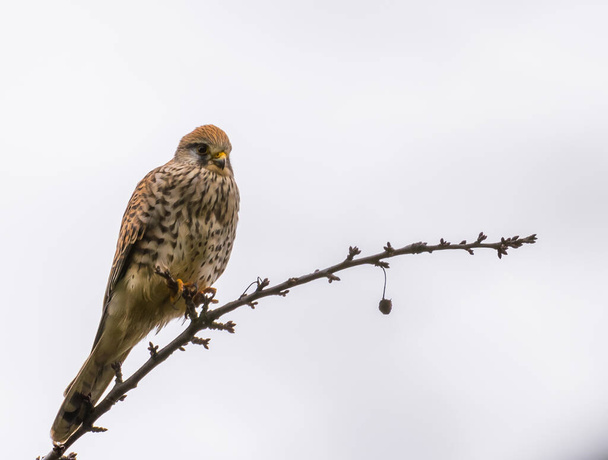 Общий Кестрел (Falco tinnunculus) отдыхает на дереве, наблюдая за добычей в зимнее время, медлит, Германия - Фото, изображение