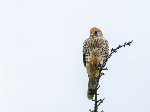 Kestrel (Falco tinnunculus) rustend op een boom die uitkijkt naar prooi in de winter, hesse, duitsland - Foto, afbeelding