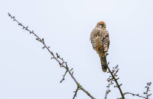 Звичайний Кестрел (Falco tinunculus) спочиває на дереві, що пильнує за здобиччю в зимовий час, вагання, зарості - Фото, зображення