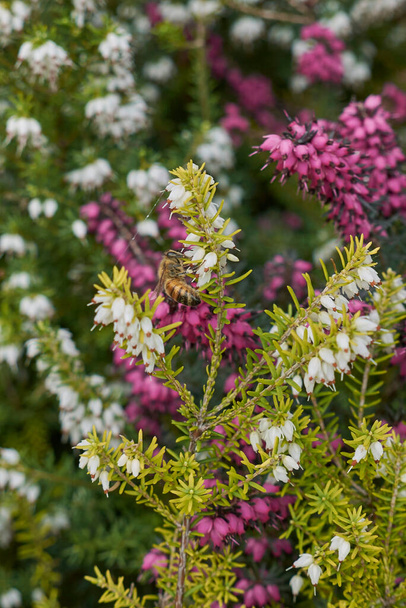 white and pink blossom of Erica carnea shrub - Photo, Image
