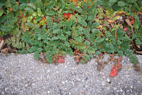 Erodium cicutarium Pflanzen Hintergrund - Foto, Bild