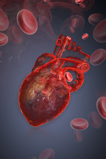 Human heart with ECG - Φωτογραφία, εικόνα